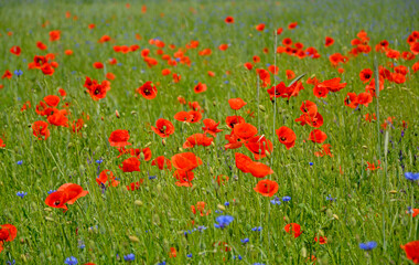 czerwone maki i niebieskie chabry na łące, pole maków, red poppies and blue cornflowers in the meadow, field of poppies, Colorful flower meadow with poppies and cornflowers, Papaver rhoeas, Centaurea 
