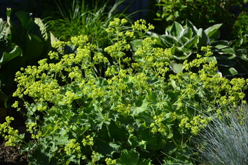 kwitnący przywrotnik pasterski, Alchemilla monticola, żółte kwiaty przywrotnika,  hairy lady's mantle, Alchemilla, lady's-mantle plant with green leaves and yellow flowers in the garden.
