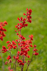 Żurawka, krwista, czerwone, kwiaty, kwitnąca, Heuchera sanguinea, coral bells, Close up, red flowers, Heuchera, kwiat, czerwień, zielone, tło, bylina, blurred background, rozmyte tło

