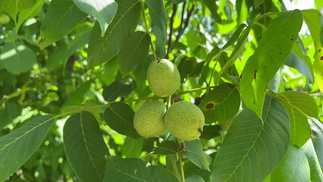 Unripe walnuts hanging on a branch