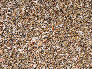 Seabed with pebbles and seashells.