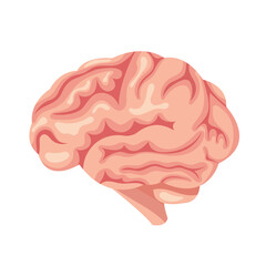 Human brain, vector illustration. Human organ isolated on white.
