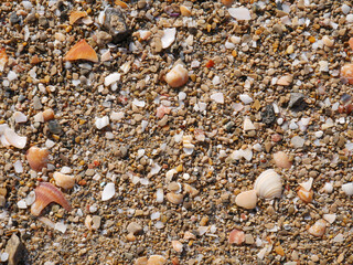Seabed with pebbles and seashells.