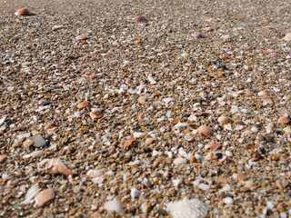 Seabed with pebbles and seashells.