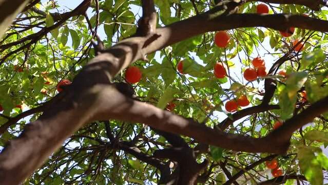 orchard with clementine or tangerine trees and ripe fruits on branches. sunny spring day