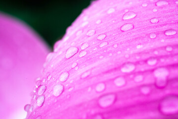 View of the raindrops on the pink petals of lotus flower