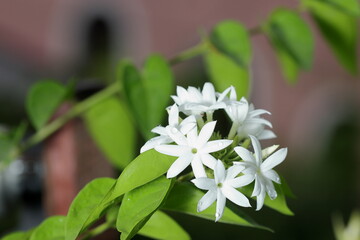 A close-up view of the beauty of the jasmine flowers that are blooming in the morning. White flowers on the tree