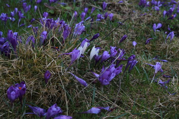 Saffron Heifel. Saffron flowers.