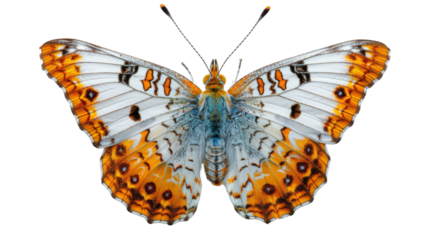 Close-up of a butterfly with white and orange wings