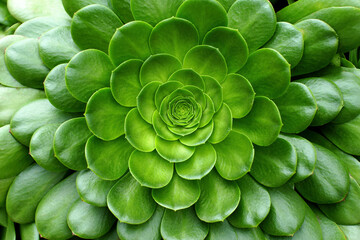 Vibrant Green Succulent Plant Close-Up