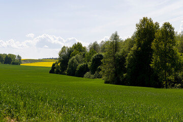 Green wheat grass in the field in spring