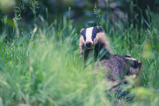 junge Dachsfamilie am Bau