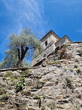 Ancient church tower seen from below with roses and olive trees basking in the sun - Spanish stone church of village of Molinaseca on the camino de santiago