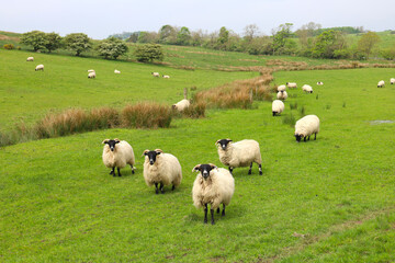 Landscape with sheep field in countryside of England, UK