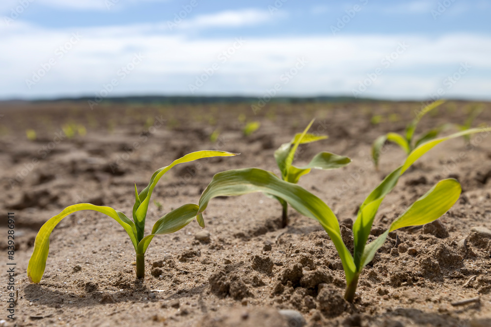 Wall mural a monoculture field with the cultivation of a new crop of corn