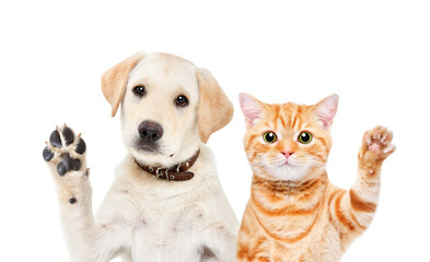 Lovely image of a dog and cat standing next to each other, with paws up. © idder