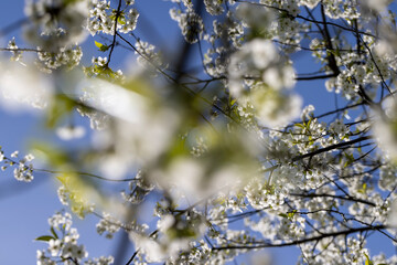 white flowers on cherry trees in the orchard