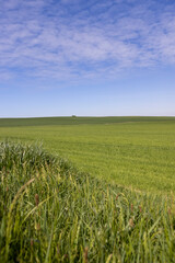 Fototapeta premium huge field with a harvest of unripe wheat
