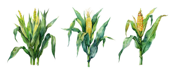 Three corn plants are shown in a row, with the middle one being the tallest