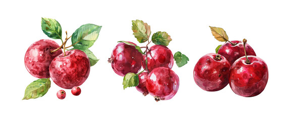 Three red apples with green leaves