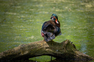 royal botanical gardens burlington may 2024
