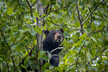 Black Bear in Kitsault British Columbia Ghost Town