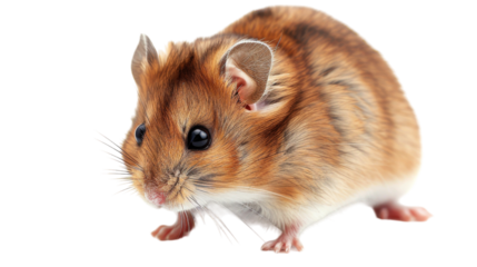 A close up of a brown and white hamster on a white background