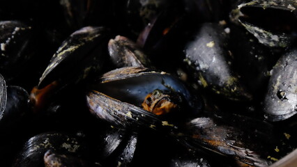 Mussels