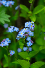 Myosotis or forget-me-not flowers against a background of young greenery in spring