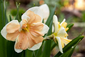 Fototapeta premium Beige narcissus flower close-up against a background of young greenery in spring