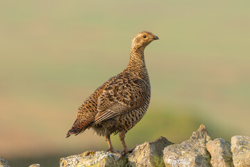 Black grouse female or hen.  Scientific name: Tetrao Tetrix.  Perched  on drystone walling covered in lichen, and facing right.  Clean background. Close up. Space for copy.  Keld, North Yorkshire, UK