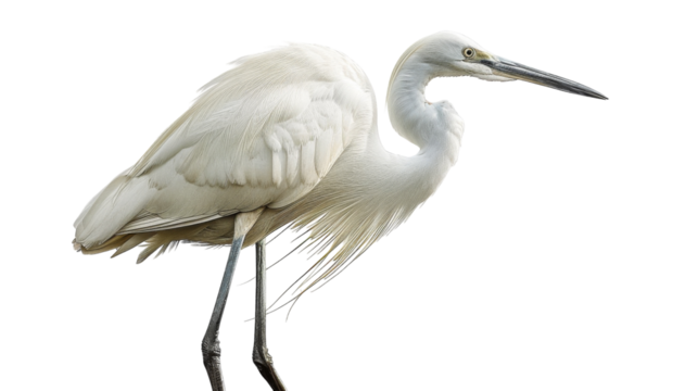 A white egret with its beak pointed down, standing on a white background