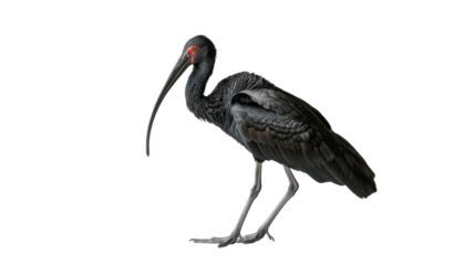 A black ibis stands on a white background