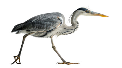 Obraz premium A grey heron walking on a white background