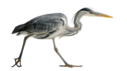 A grey heron walking on a white background