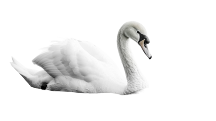 A white swan rests on a white background