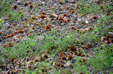 Fototapeta premium 栗の実