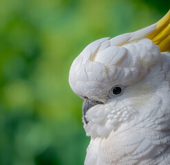 A close-up of a Sulphur-crested cockatoo (Cacatua galerita) in North Sydney, New South Wales, Australia.  © Ninx Expressions