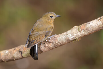 White-tailed Robin perched on a branch isolated from the background
