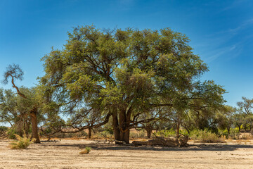 Vegetation along the dried-up Ugap River in western Namibia Kopie