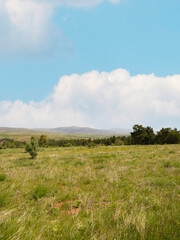 Obraz premium Green meadow, aerial view of beautiful landscape and mountain peaks after green tree line in the background. Warm sunny summer day with blue sky and clouds. Springtime countryside background image. 