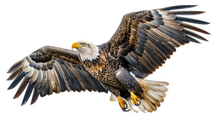 Obraz premium A Bald Eagle with wings fully spread in flight against a white background