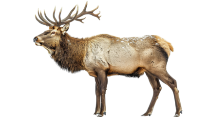 A large male elk stands on a white background, its antlers spread wide