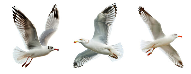 Fototapeta premium Flying seagulls in different poses showing freedom and grace on transparent background