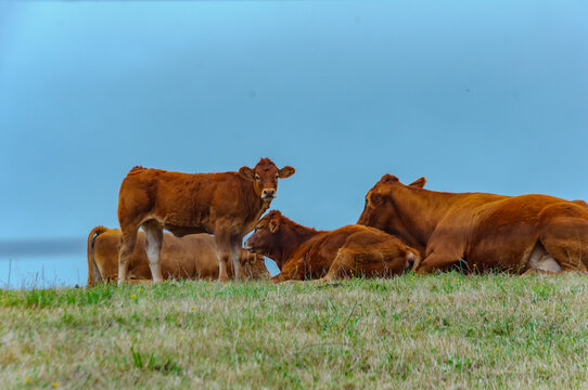 Vacas