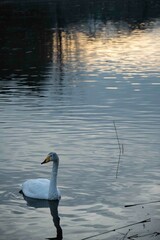 早朝の湖面に浮かぶハクチョウ