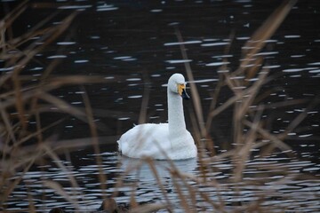 寝ながら浮かぶ白鳥