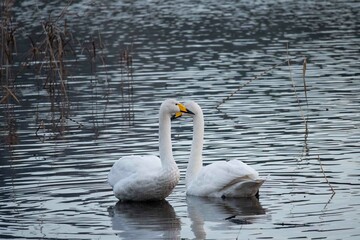 池に浮かぶ２羽の白鳥