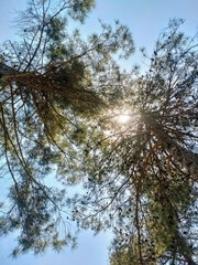 Sun shining through tree branches in looking up view.