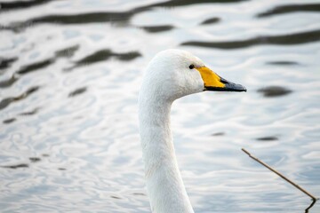 水面を泳ぐ白鳥